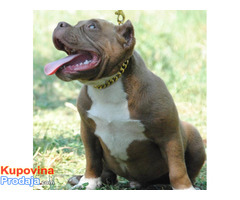 American bully pocket micro - Fotografija 3/7