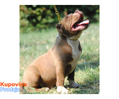 American bully pocket micro - Fotografija 4/7