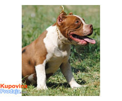 American bully pocket micro - Fotografija 5/7