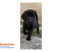 Labrador Retriver VRHUNSKI štenci-DRESIRANI - Fotografija 2/6