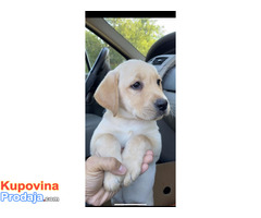 Labrador Retriver VRHUNSKI štenci-DRESIRANI - Fotografija 4/6