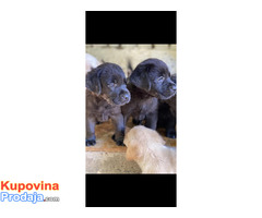 Labrador Retriver VRHUNSKI štenci-DRESIRANI - Fotografija 6/6