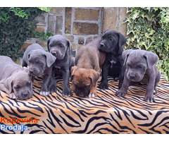 Cane corso - Fotografija 8/10