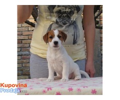 Jack Russell Terrier - Fotografija 2/5