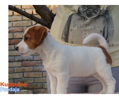 Jack Russell Terrier - Fotografija 3/5