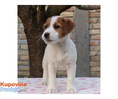 Jack Russell Terrier - Fotografija 5/5