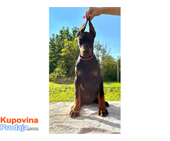 Doberman - Fotografija 6/10