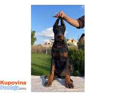 Doberman - Fotografija 9/10