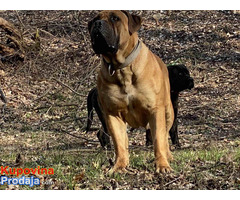 Južnoafrički mastif Boerboel - Fotografija 4/9