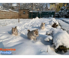 Zapadno Sibirska Lajka - Fotografija 5/7