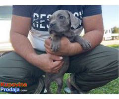 Cane Corso na prodaju - Fotografija 5/7