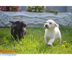 Labradori na prodaju - Fotografija 3/8