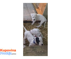 Dogo Argentino - POVOLJNO - Fotografija 1/10