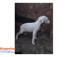 Dogo Argentino - POVOLJNO - Fotografija 3/10