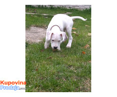 Dogo Argentino - POVOLJNO - Fotografija 6/10