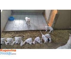 Dogo Argentino - POVOLJNO - Fotografija 8/10