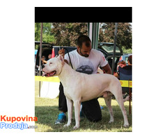 Dogo Argentino - POVOLJNO - Fotografija 9/10