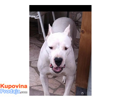 Dogo Argentino - POVOLJNO - Fotografija 10/10