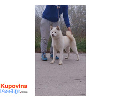 Japanska akita inu štenci