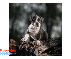 American bully - Fotografija 1/10