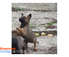 Belgijski ovčar (malinoa) - Fotografija 2/10