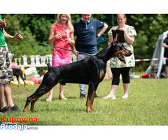 Dobermann  štenad vrhunske krvi - Fotografija 6/7