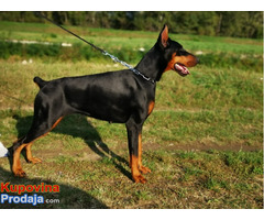 Dobermann  štenad vrhunske krvi - Fotografija 7/7