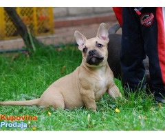 American bully, dve ženke - Fotografija 2/6