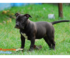 American bully, dve ženke - Fotografija 3/6