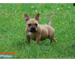 American bully, dve ženke - Fotografija 6/6