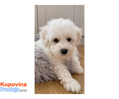 Bichon Frize Bichon Frize
