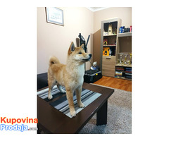 Štenci Shiba Inu - Fotografija 2/9