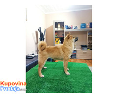 Štenci Shiba Inu - Fotografija 4/9