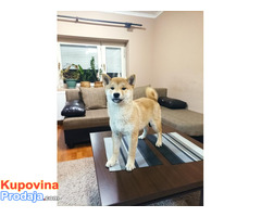 Štenci Shiba Inu - Fotografija 7/9