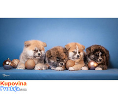 Akita Inu - Fotografija 4/10