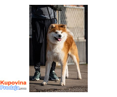 Akita Inu - Fotografija 10/10