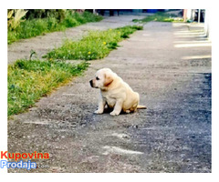 Labrador - Fotografija 4/8