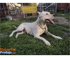 Dogo Argentino - Fotografija 1/3