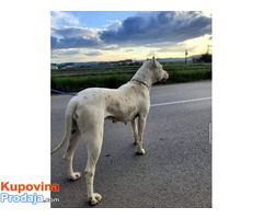 Dogo Argentino - Fotografija 3/3