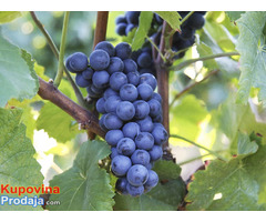 Sadnice grozdja za proleće 2023 veliki izbor sorti - Fotografija 3/10