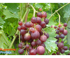 Sadnice grozdja za proleće 2023 veliki izbor sorti - Fotografija 4/10