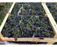 Sadnice grozdja za proleće 2023 veliki izbor sorti - Fotografija 6/10