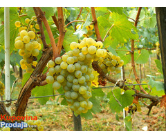 Sadnice grozdja za proleće 2023 veliki izbor sorti - Fotografija 9/10