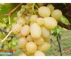 Sadnice grozdja za proleće 2023 veliki izbor sorti - Fotografija 10/10