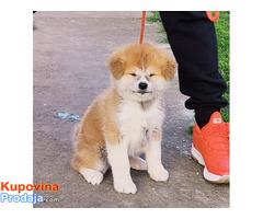 Japanska Akita inu - Fotografija 5/8