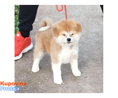 Japanska Akita inu - Fotografija 6/8