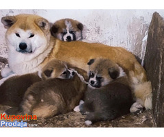 Japanska Akita inu - Fotografija 7/8