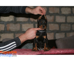 Na prodaju štenci dobermana različitog uzrasta - Fotografija 8/10