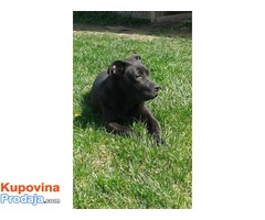 Cane corso ženkica – POVOLJNO - Fotografija 3/5