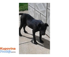 Cane corso ženkica – POVOLJNO - Fotografija 5/5